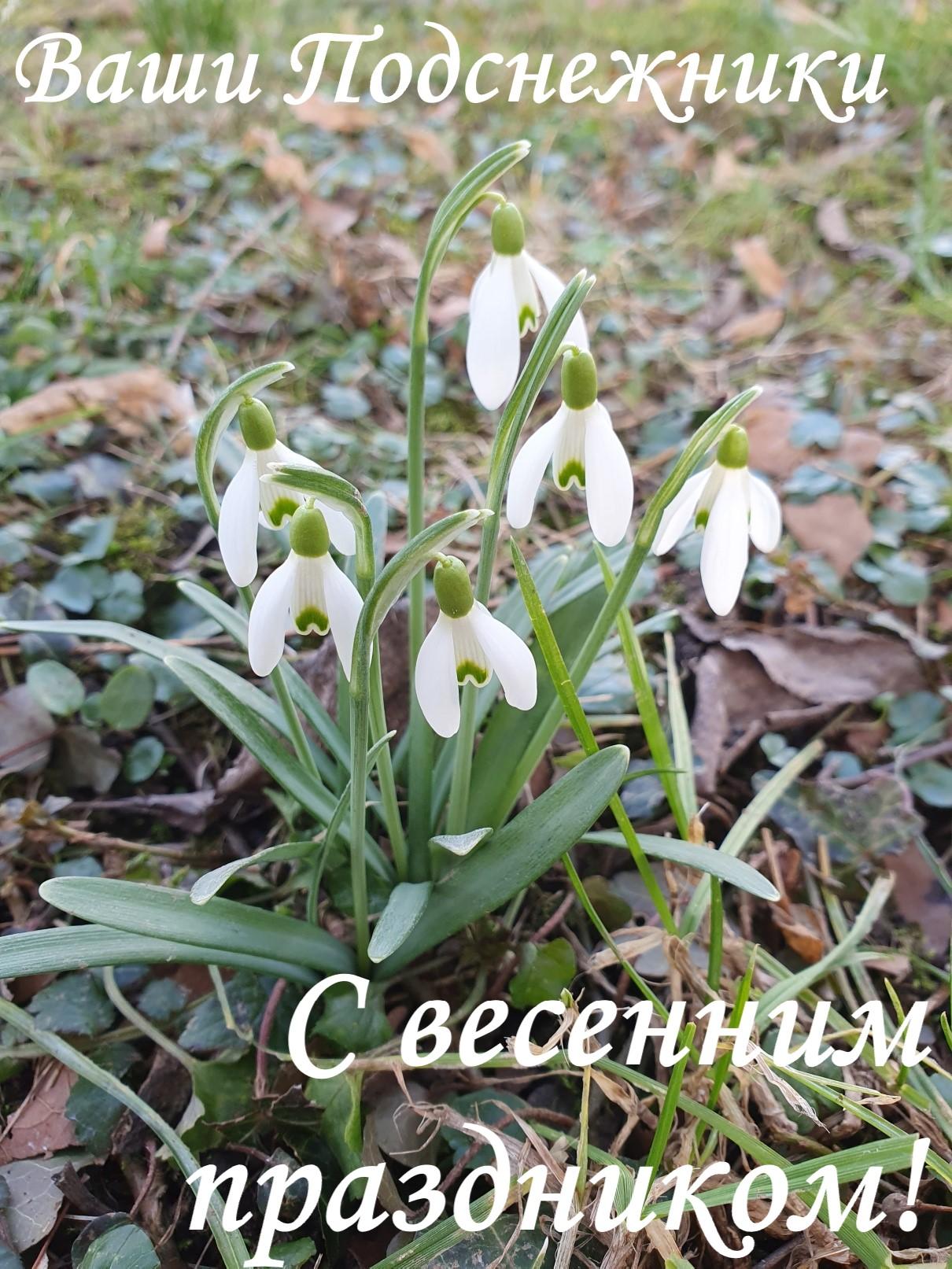 Подснежники Весна Подснежники Весна