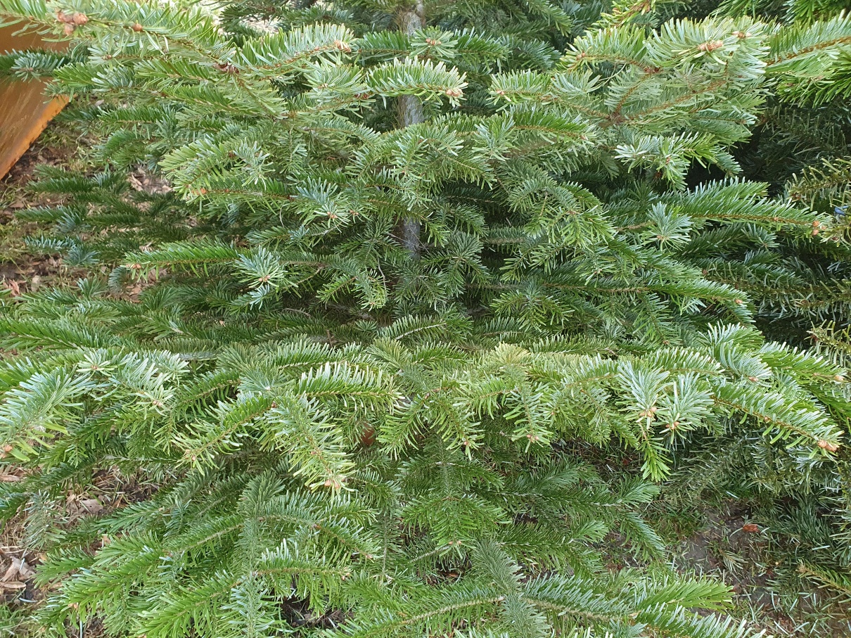 Подснежники Подснежники