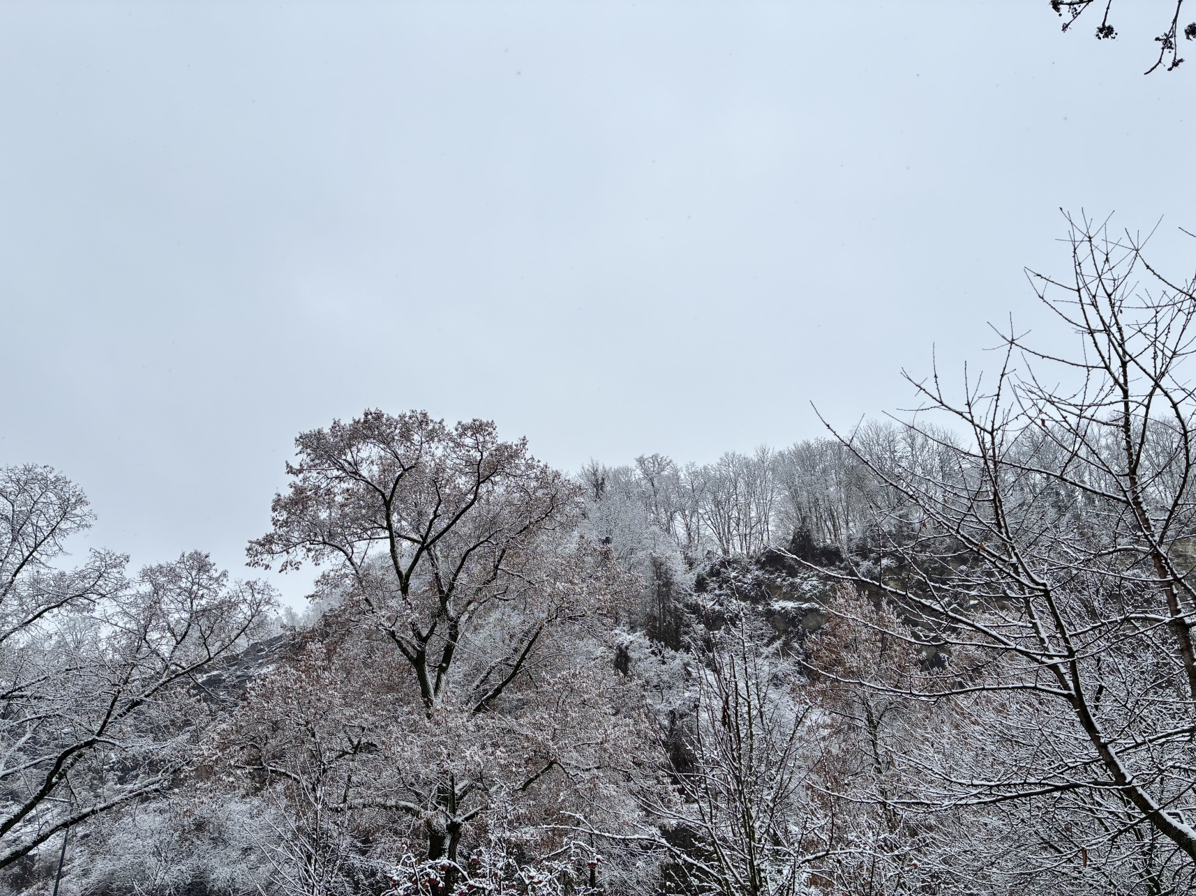 вихтели Шильдкрет спешиал Wichtel Rosemarie Muller Schildkrot Special