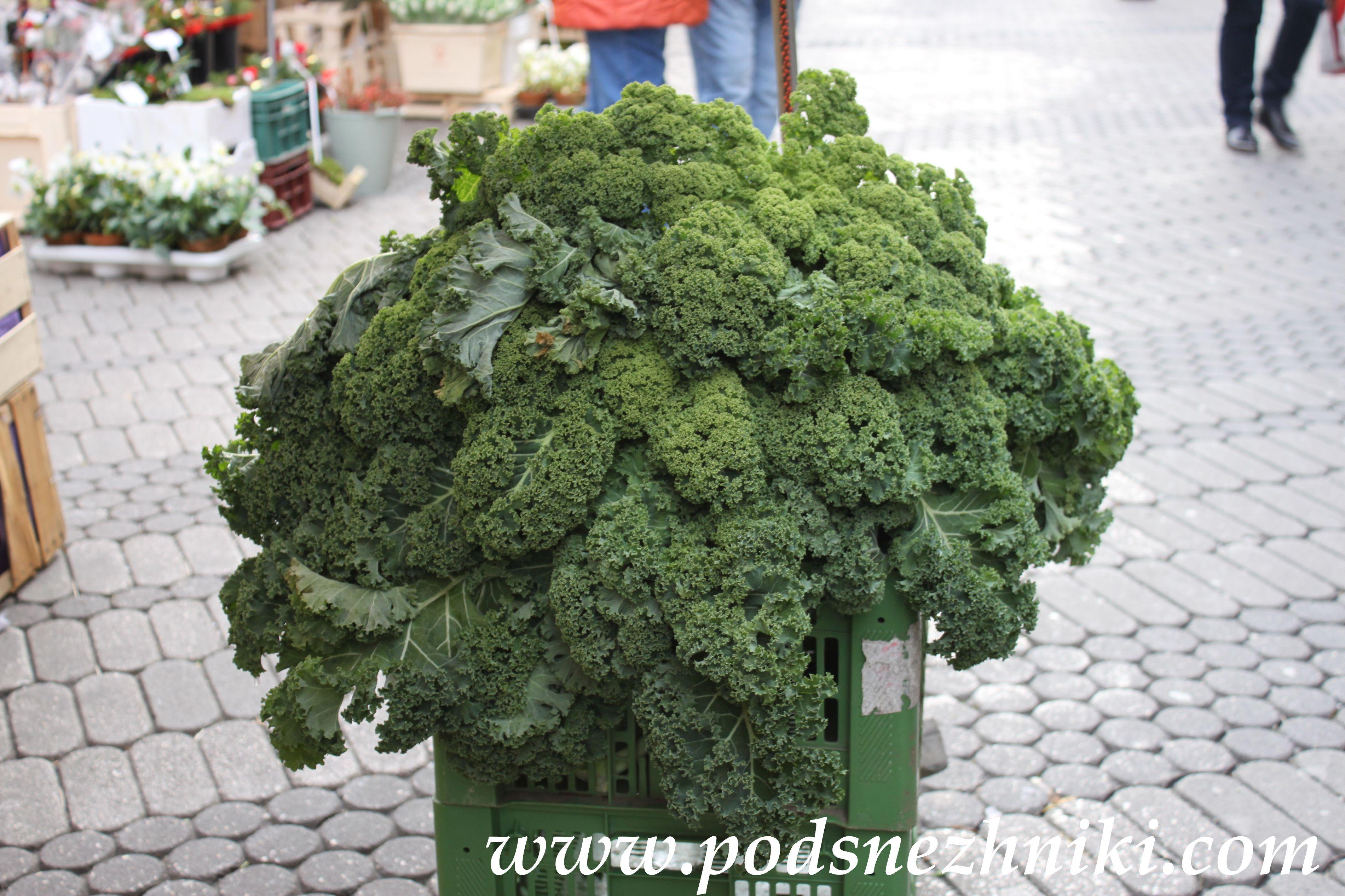 Экскурсия "Кукольное Рождество в Германии"